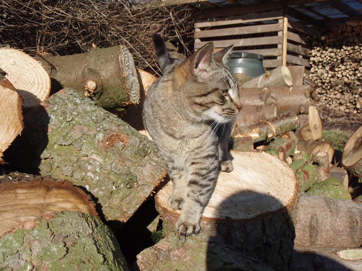 Blanding af racer Asti billede 11