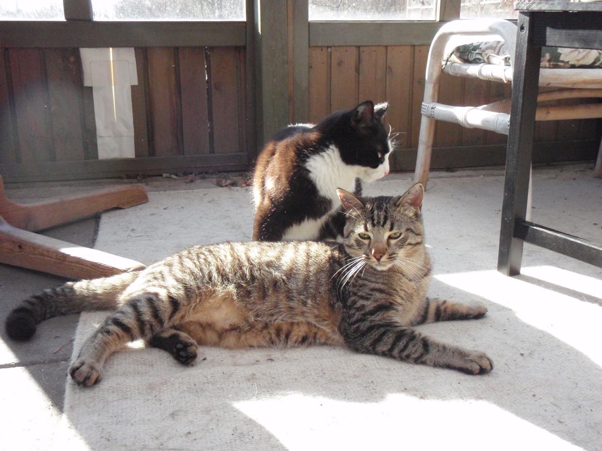 Blanding af racer Asti billede 12