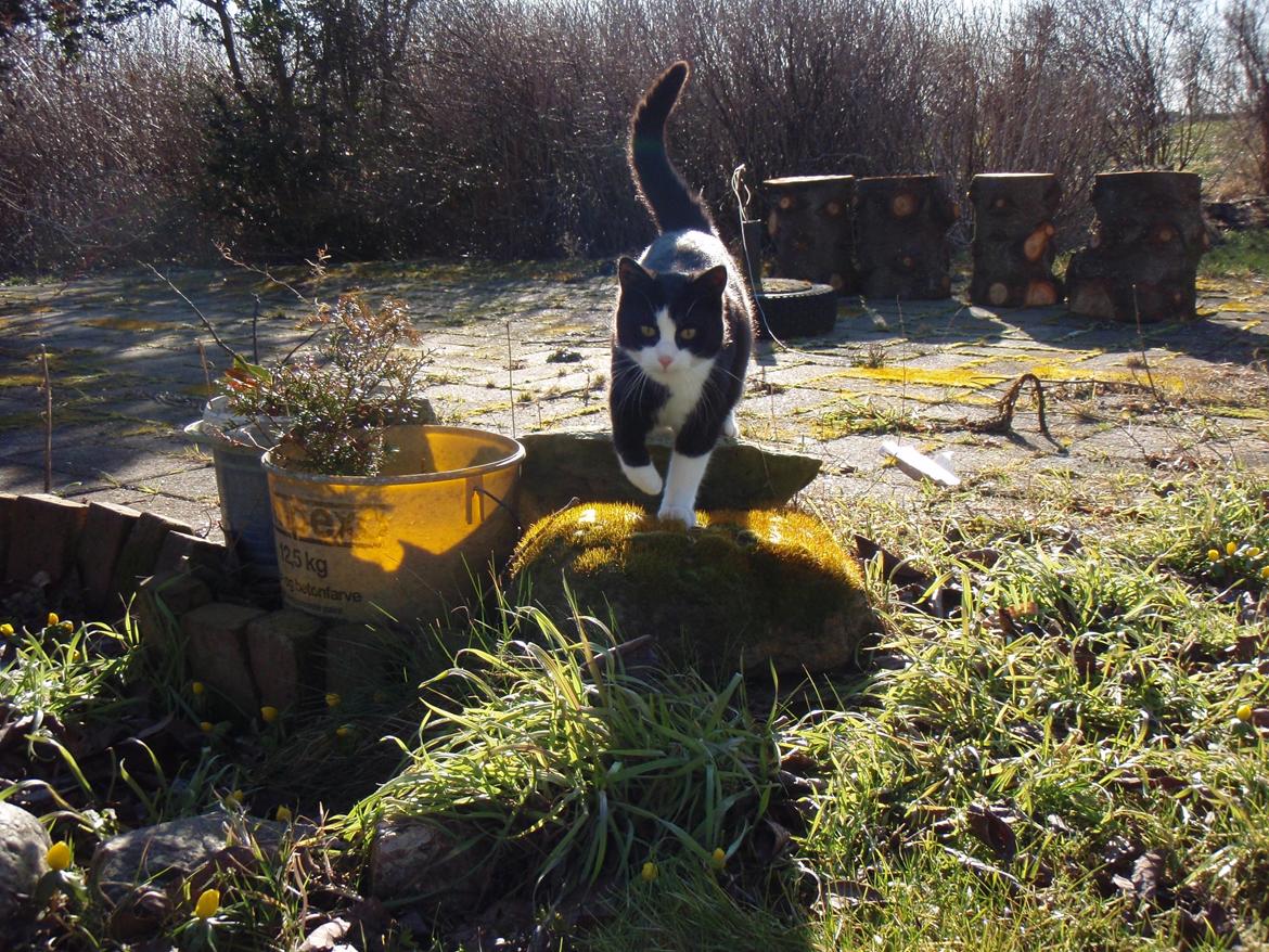 Blanding af racer Malibu billede 9