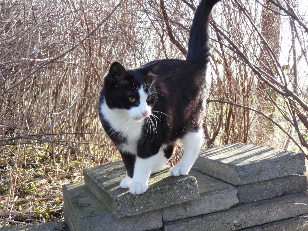 Blanding af racer Malibu billede 10