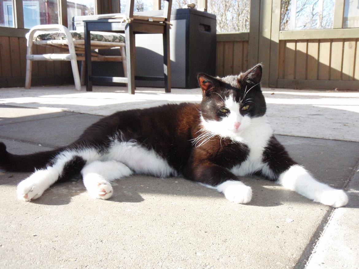 Blanding af racer Malibu billede 11