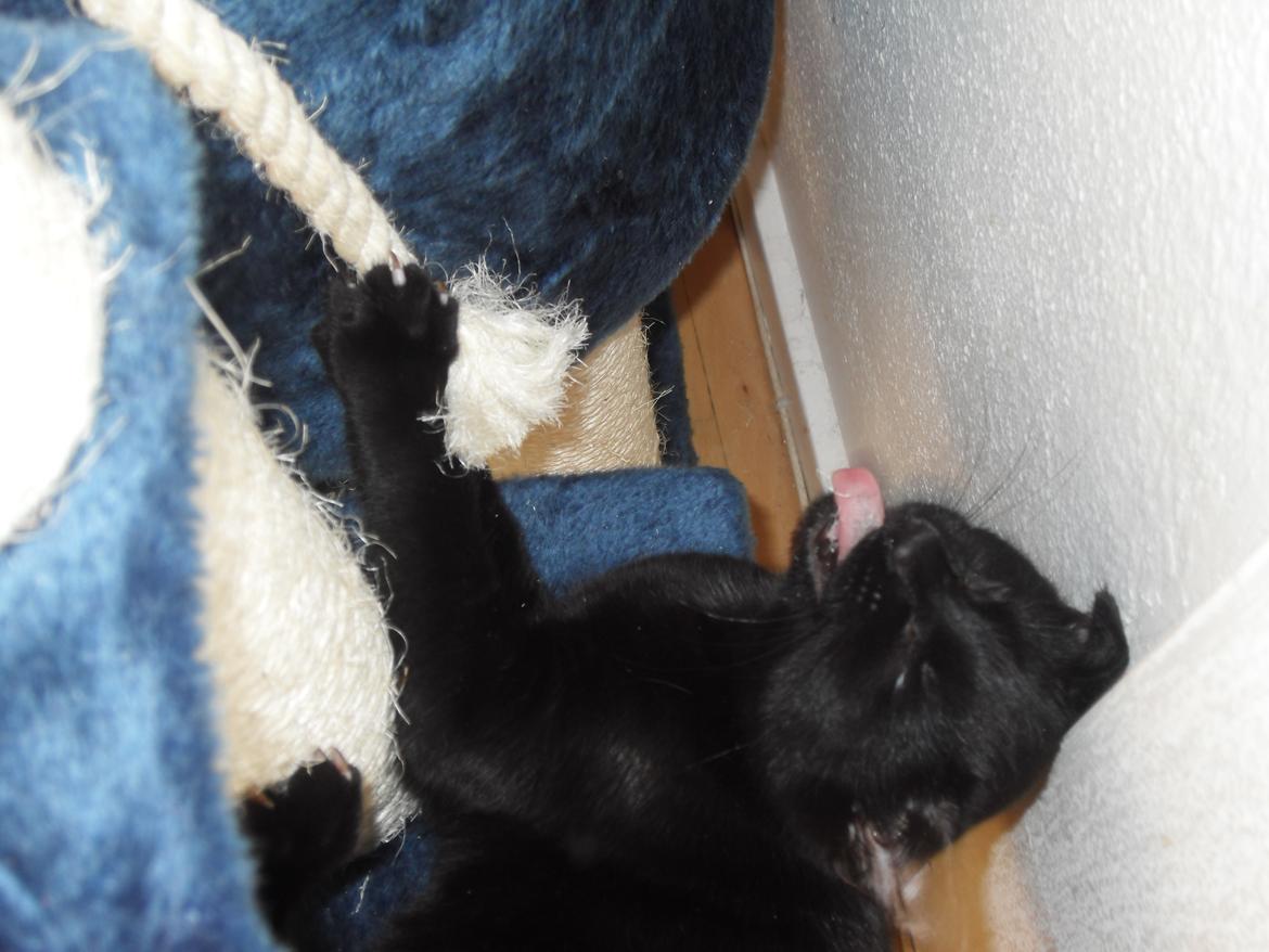 Huskat Himmelmis Manse - uhh addrrr. snor i munden.. puuhh uuhh addr billede 11