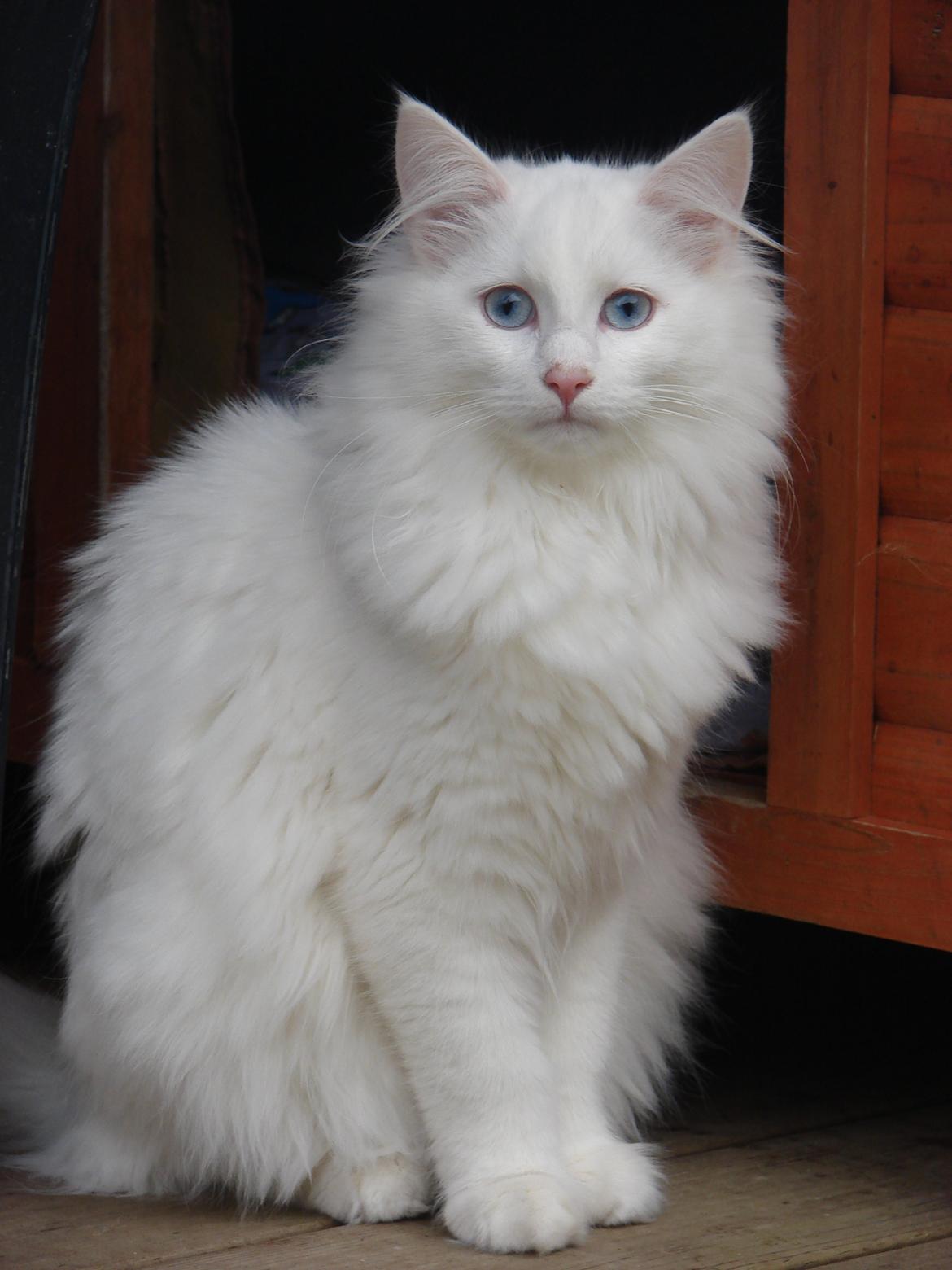 Norsk Skovkat Elmelund  Sandy billede 1