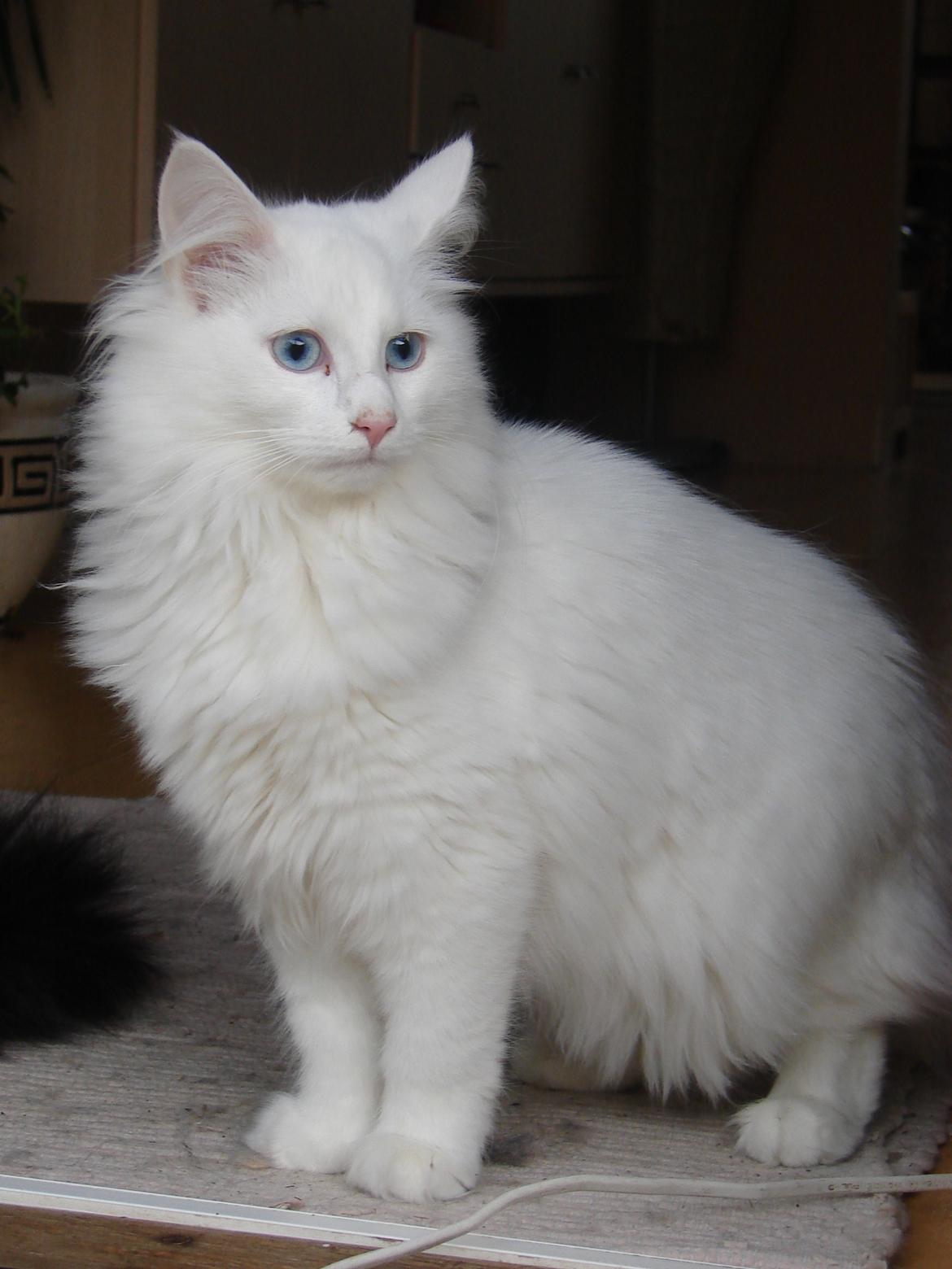 Norsk Skovkat Elmelund  Sandy billede 2