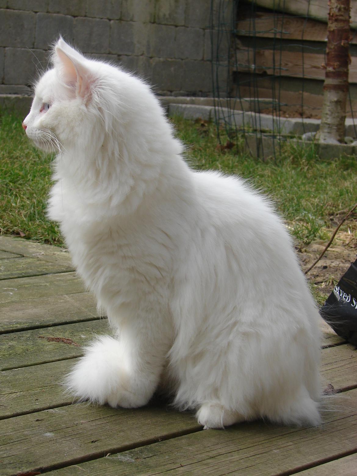 Norsk Skovkat Elmelund  Sandy billede 3