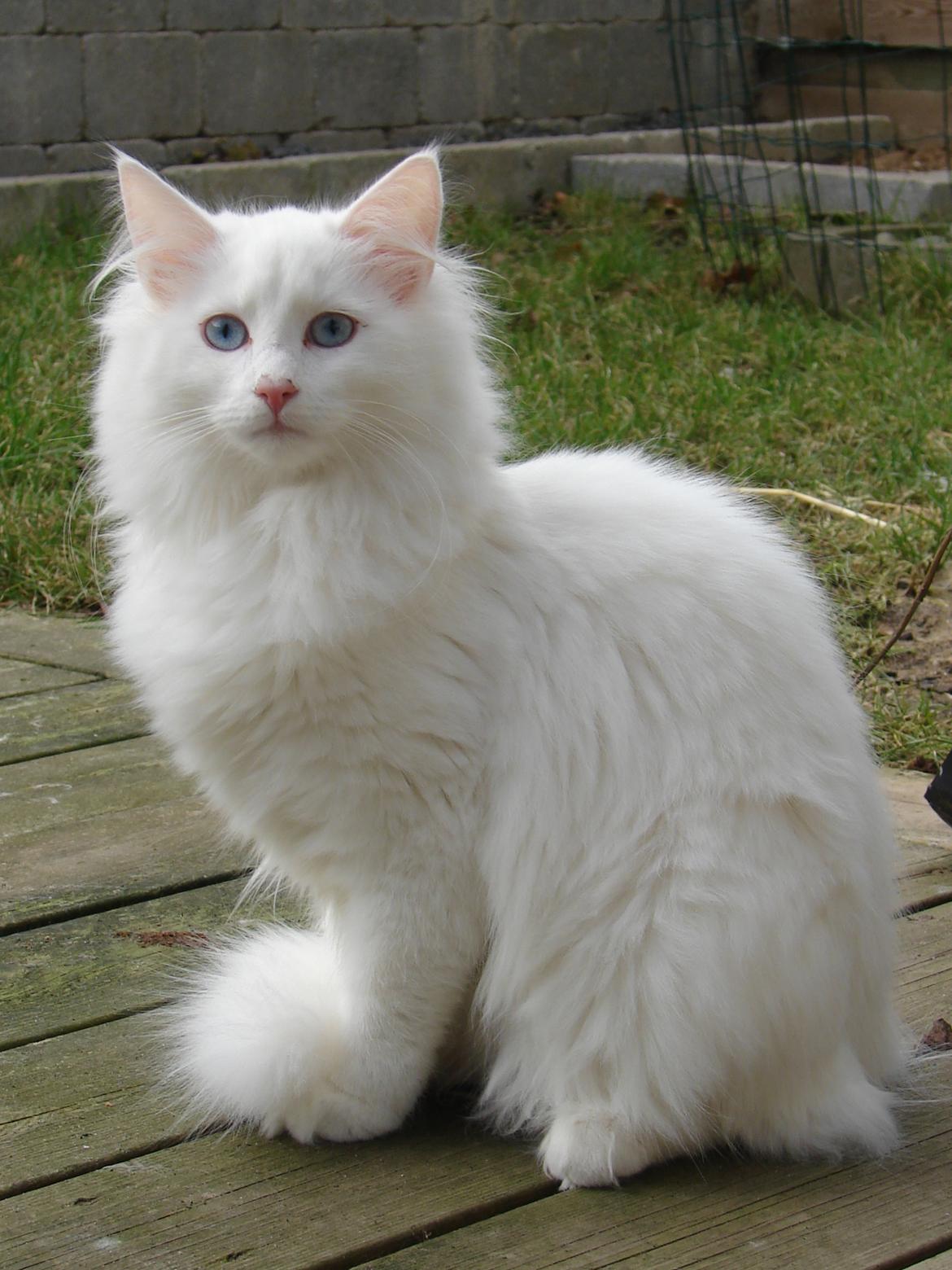 Norsk Skovkat Elmelund  Sandy billede 4