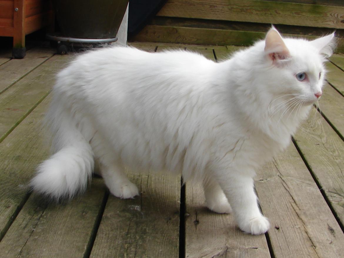 Norsk Skovkat Elmelund  Sandy billede 5