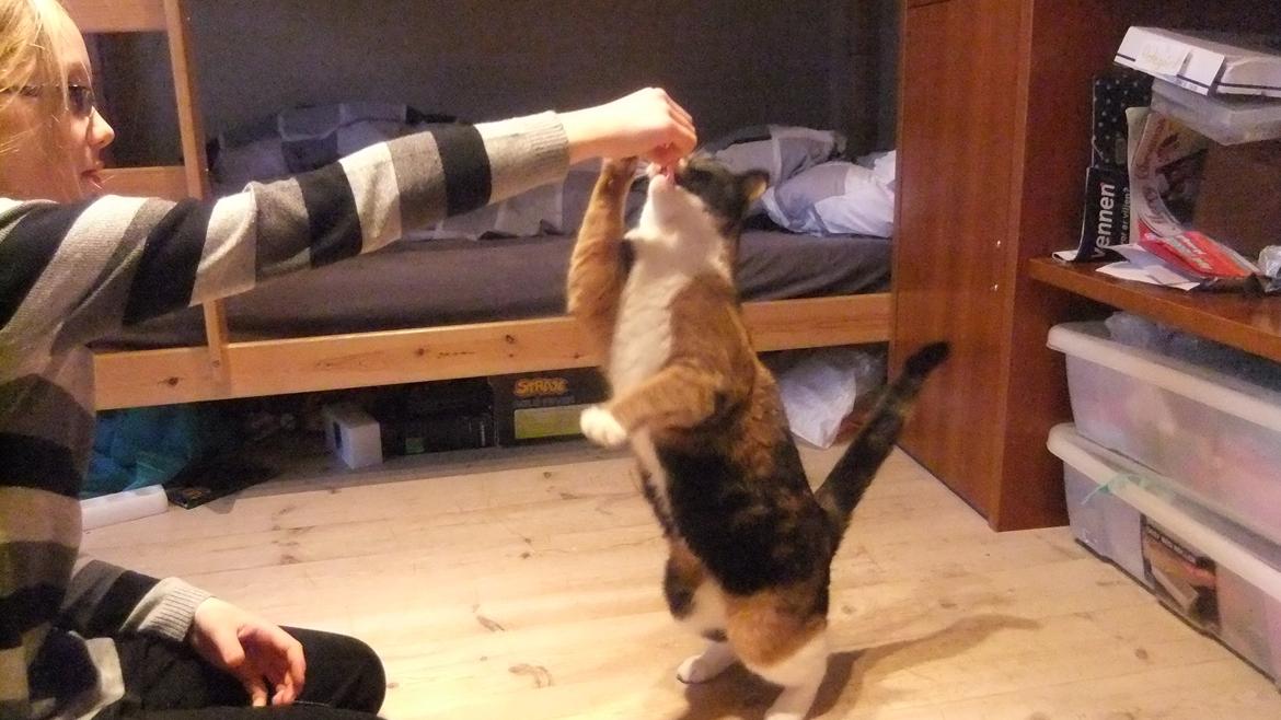 Huskat Gogsen billede 8