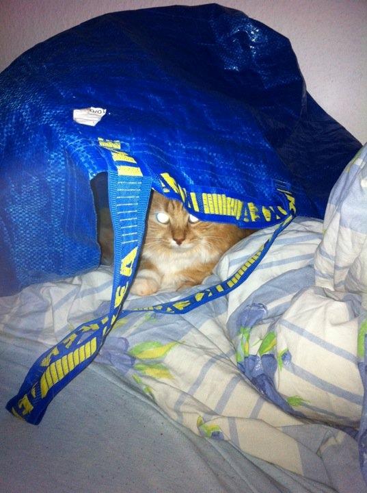 Blanding af racer Kleo billede 11