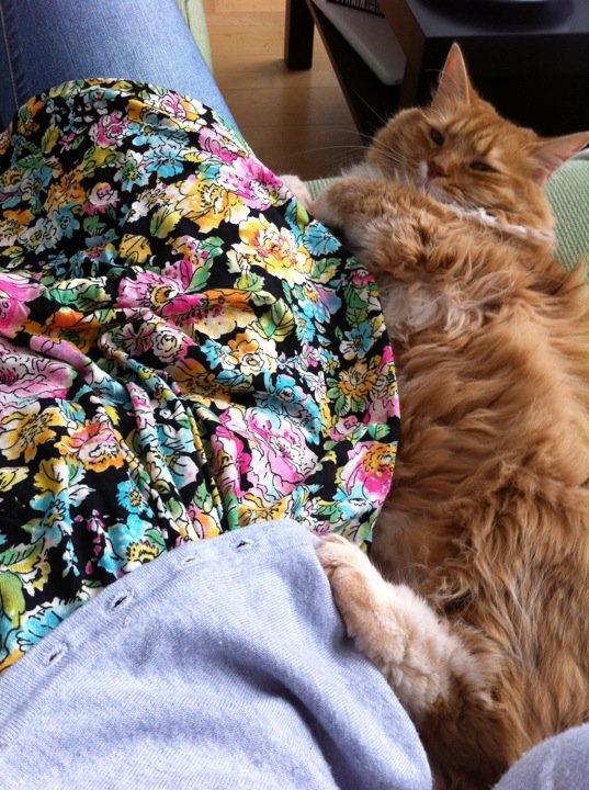 Blanding af racer Kleo billede 12