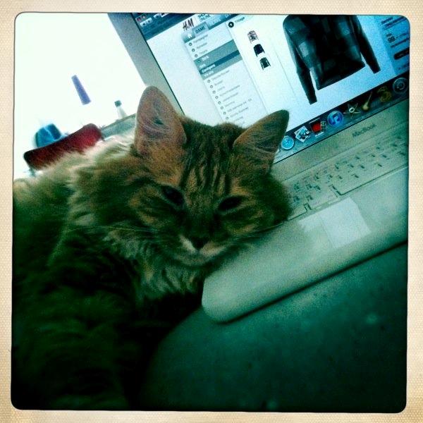 Blanding af racer Kleo billede 13