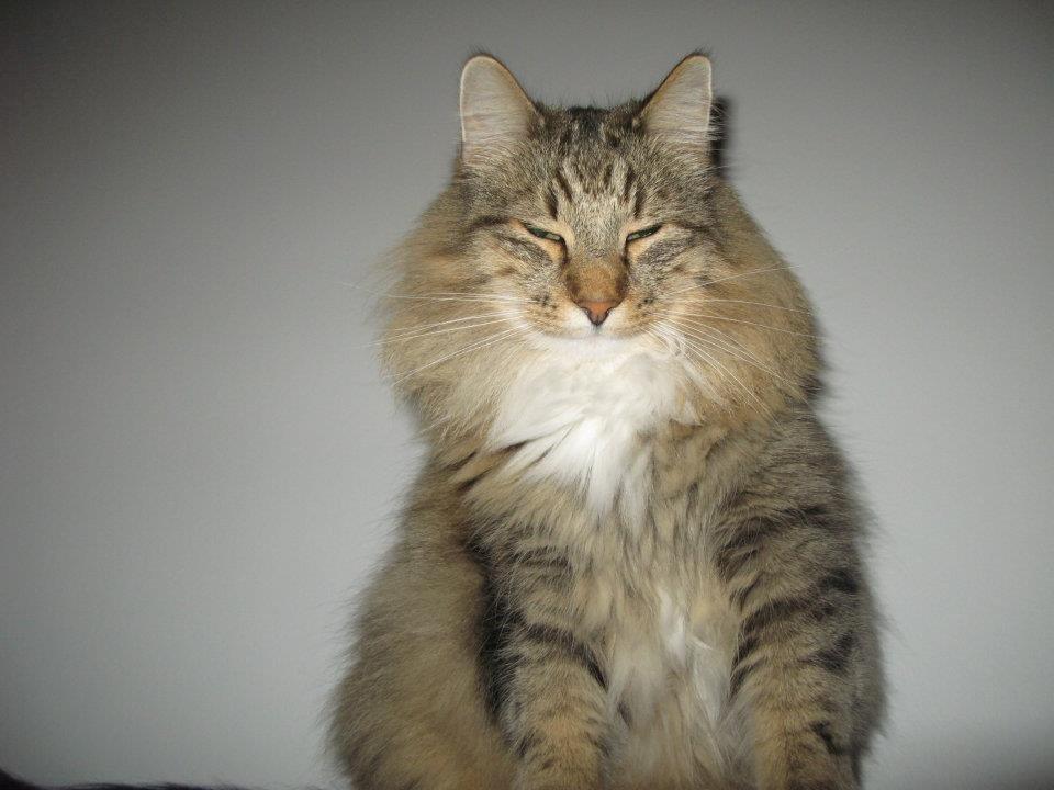 Norsk Skovkat DK Himmark´s Mr. Topper billede 4