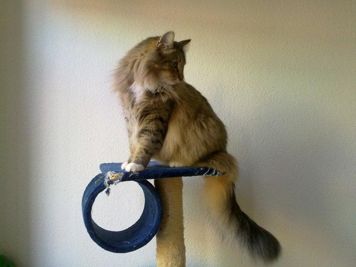 Norsk Skovkat DK Himmark´s Mr. Topper billede 5