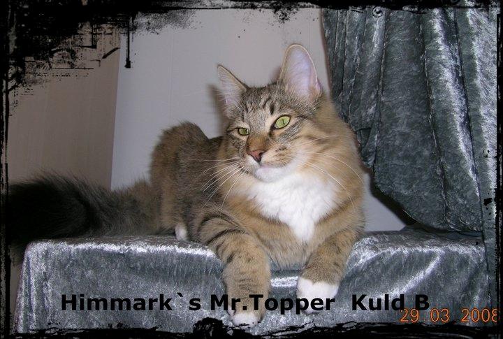 Norsk Skovkat DK Himmark´s Mr. Topper billede 6