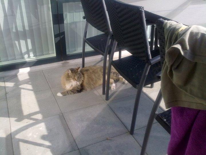 Norsk Skovkat DK Himmark´s Mr. Topper billede 7