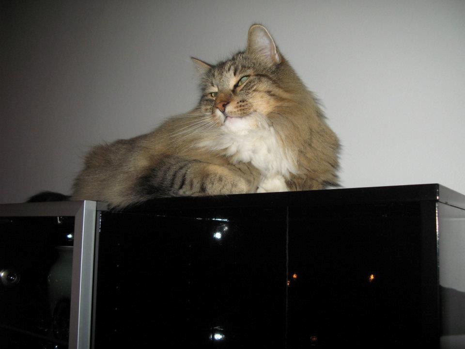 Norsk Skovkat DK Himmark´s Mr. Topper billede 9