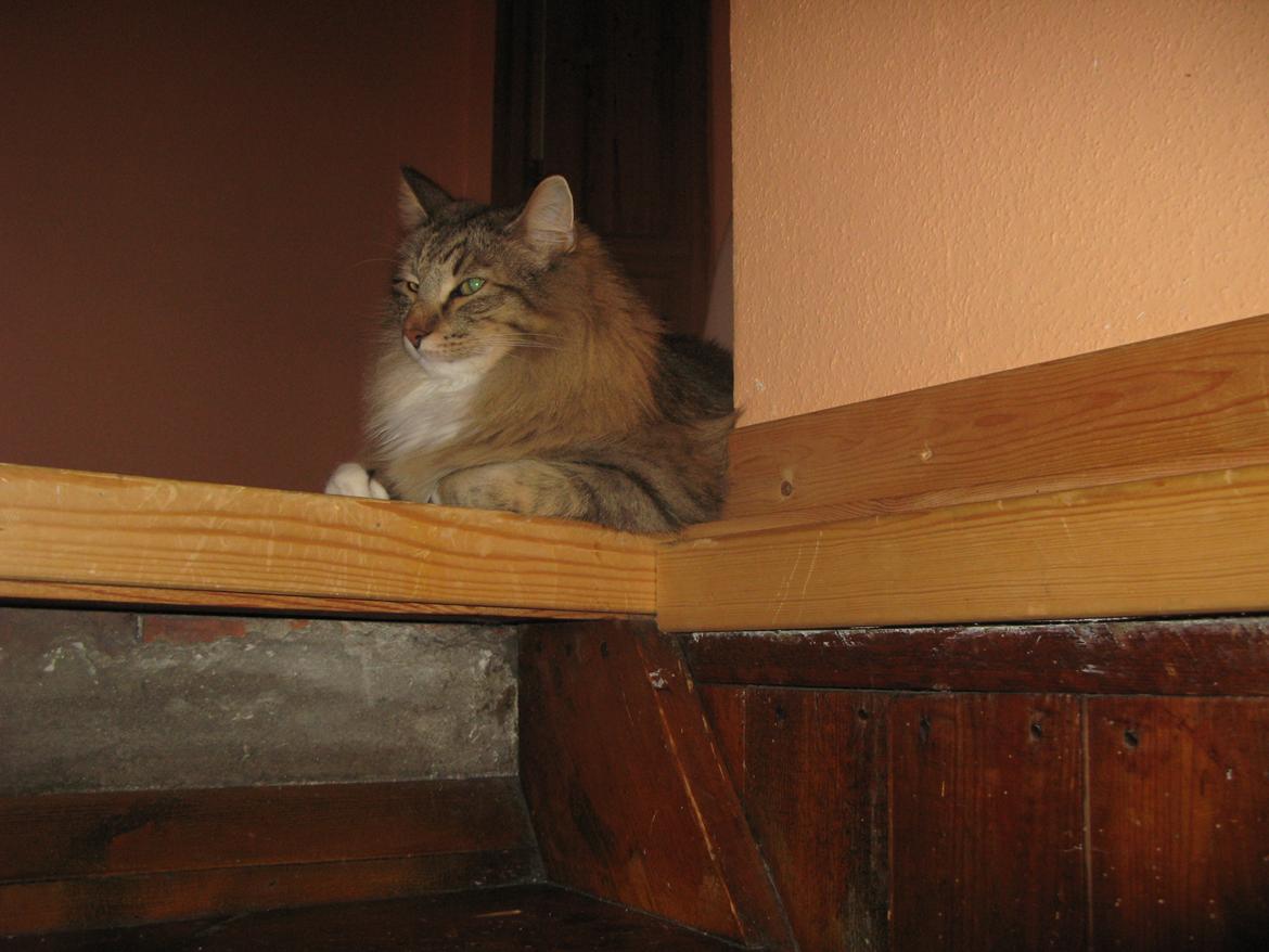 Norsk Skovkat DK Himmark´s Mr. Topper billede 12