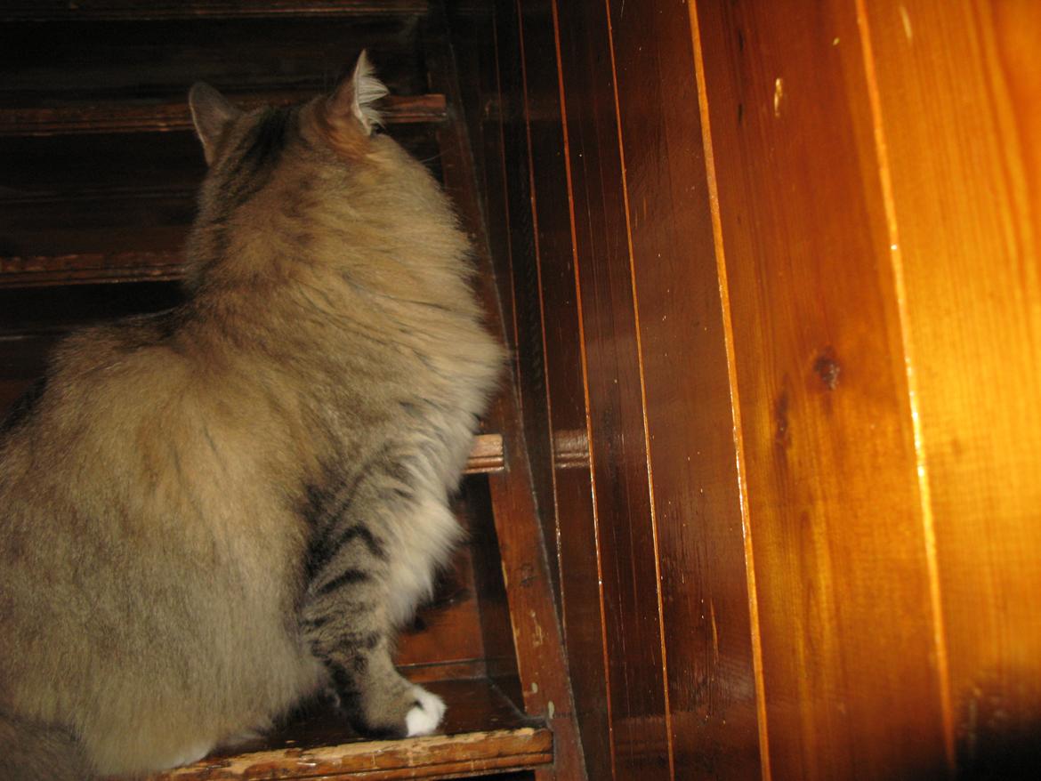 Norsk Skovkat DK Himmark´s Mr. Topper billede 13