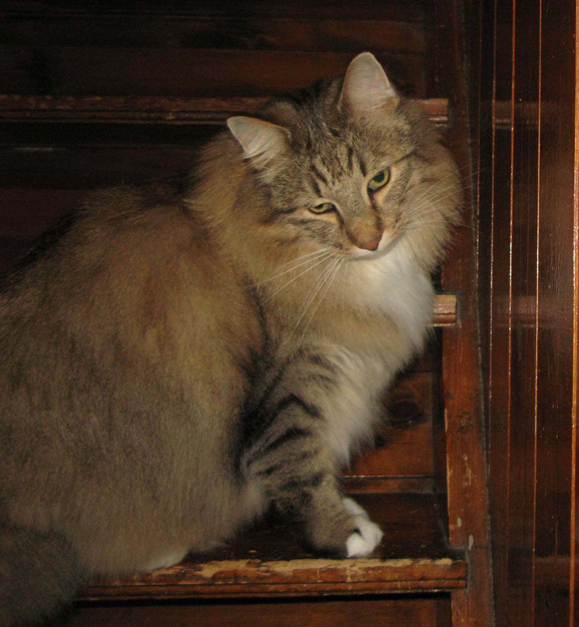 Norsk Skovkat DK Himmark´s Mr. Topper billede 15