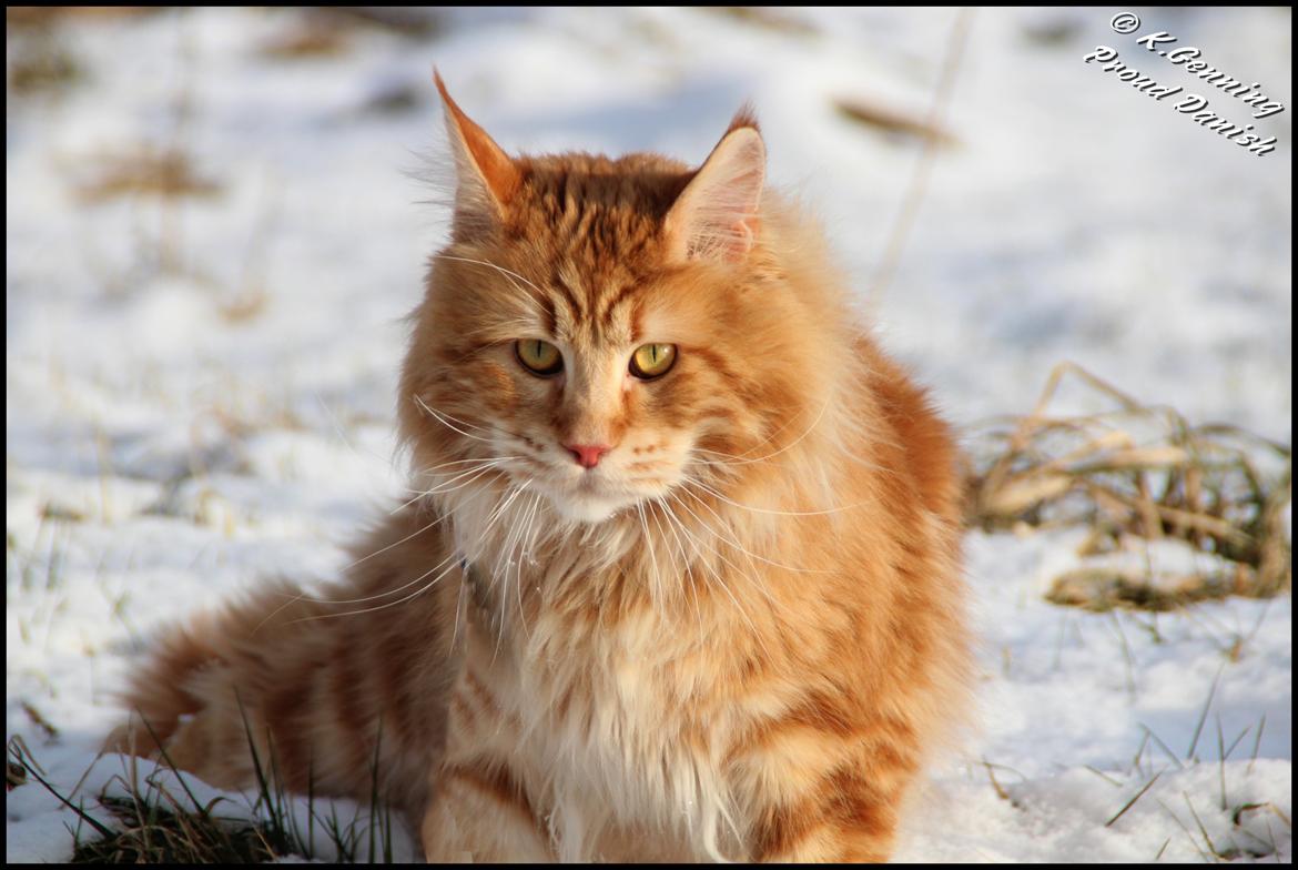 Maine Coon DK Proud Danish MoonLight billede 17