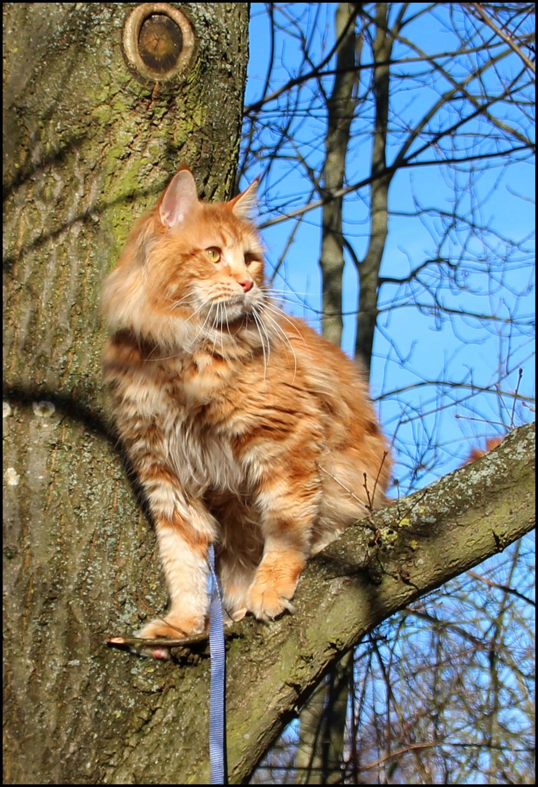 Maine Coon DK Proud Danish MoonLight - 22 mdr billede 4