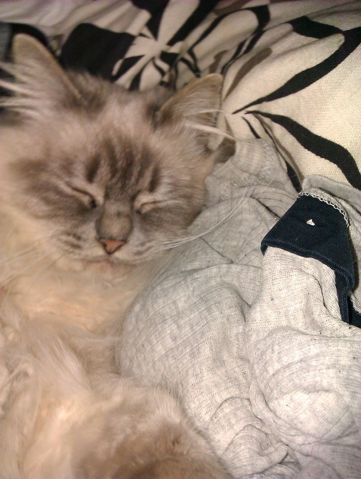 Hellig Birma Bimse (Himmelkat) - Får mig en lille lur..  billede 1