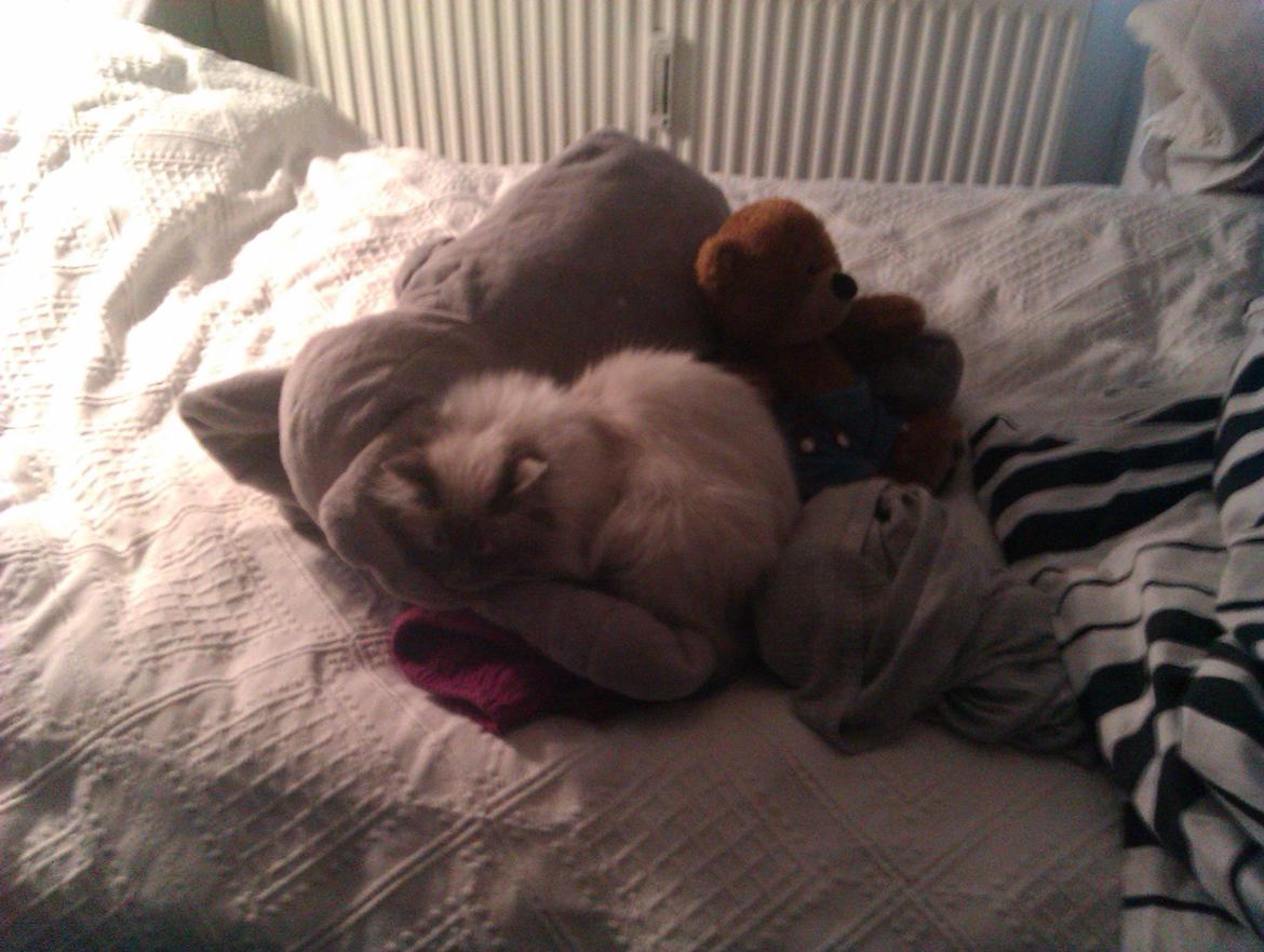 Hellig Birma Bimse (Himmelkat) - Lumre lige med snabeldyret billede 2