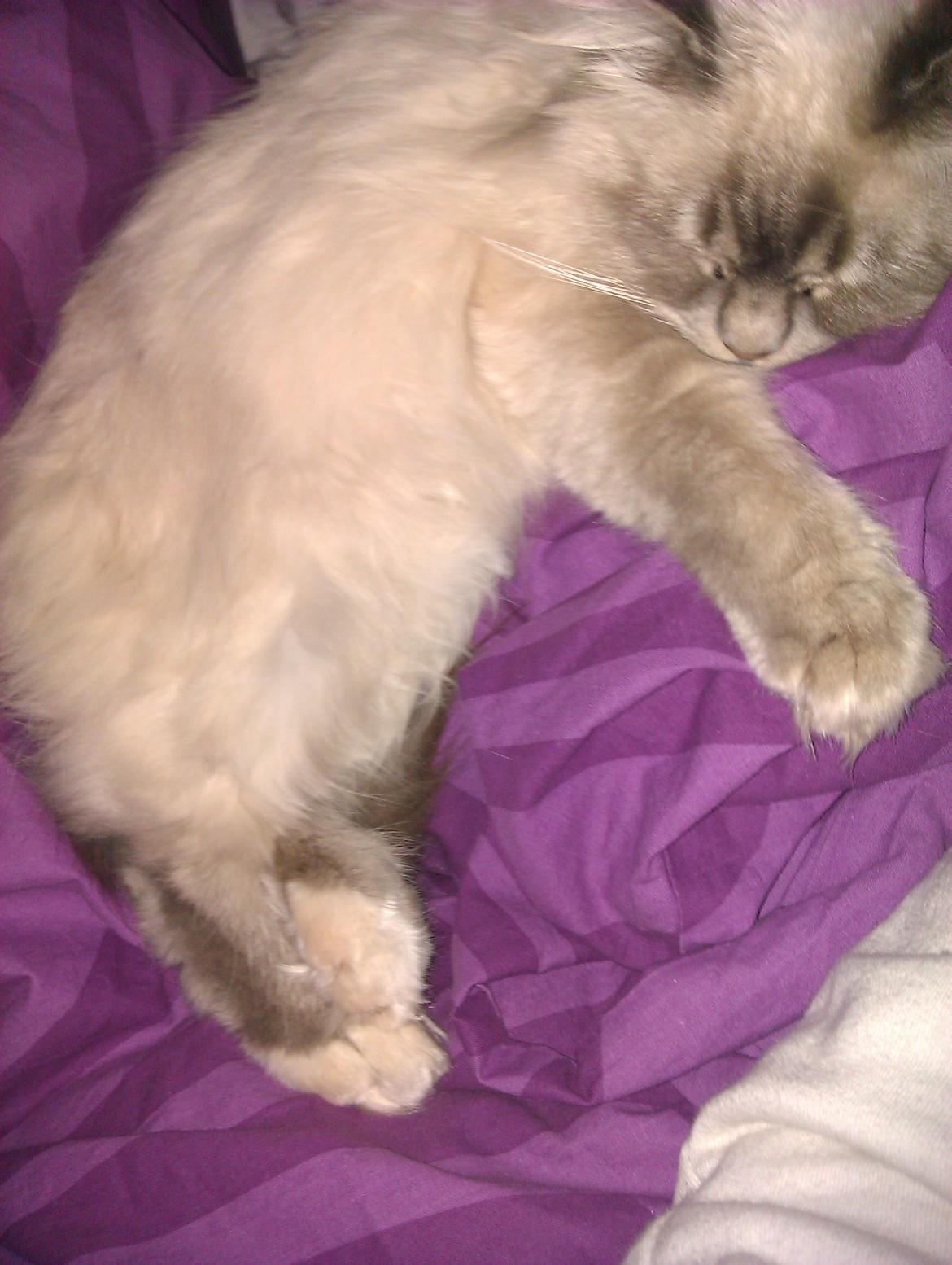 Hellig Birma Bimse (Himmelkat) billede 3