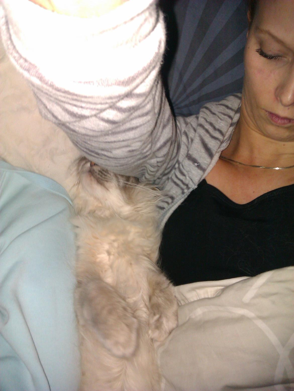 Hellig Birma Bimse (Himmelkat) - Jeg kan godt klemme mig ned i smørhullet... billede 4