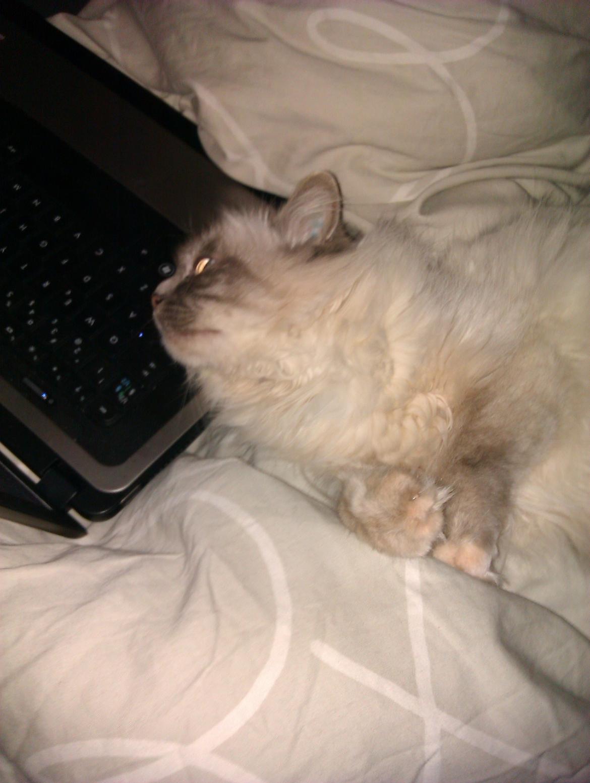 Hellig Birma Bimse (Himmelkat) - Hvad laver du? Må jeg se med? billede 5