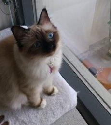 Hellig Birma shilla billede 1