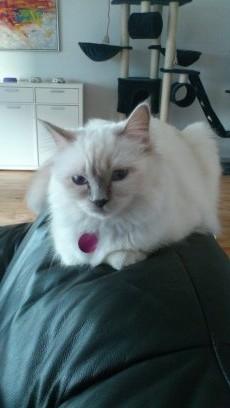 Hellig Birma shirley billede 1