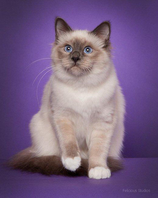 Hellig Birma aila billede 1