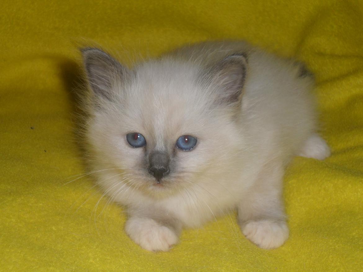 Hellig Birma aila billede 5