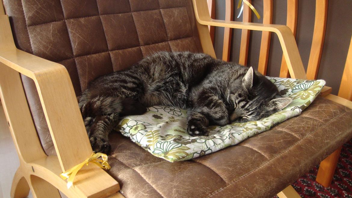 Blanding af racer Oliver R.I.P billede 1