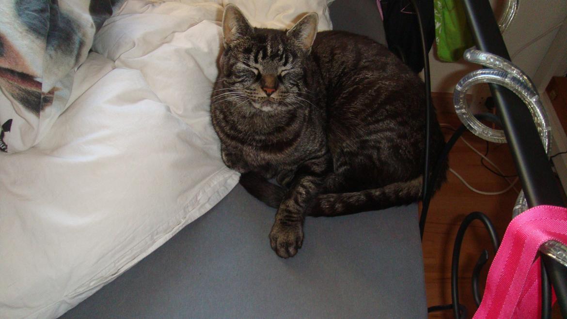 Blanding af racer Oliver R.I.P billede 2