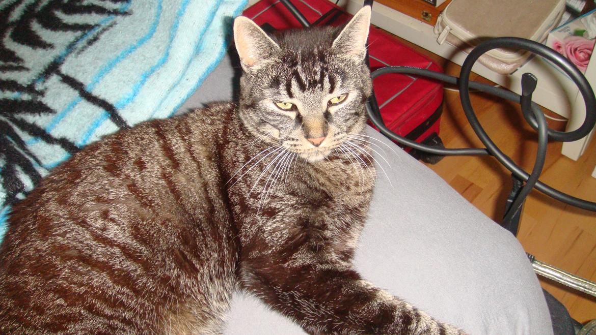 Blanding af racer Oliver R.I.P billede 3