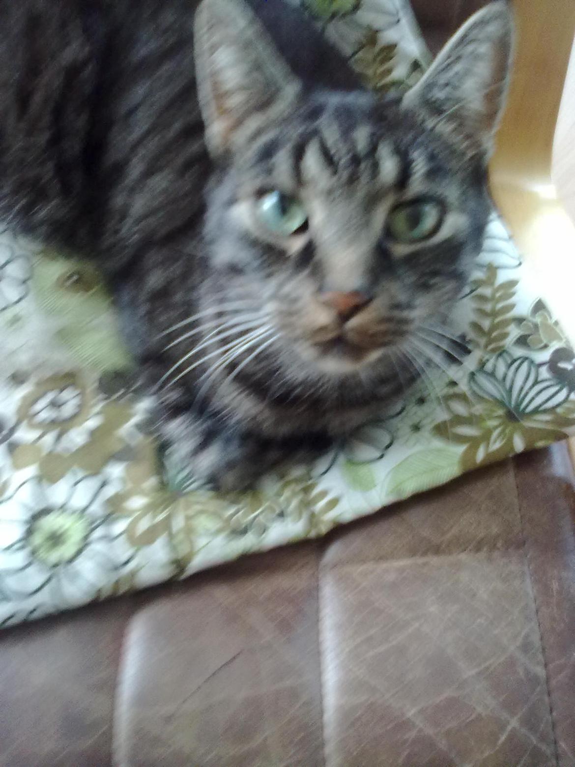 Blanding af racer Oliver R.I.P billede 5