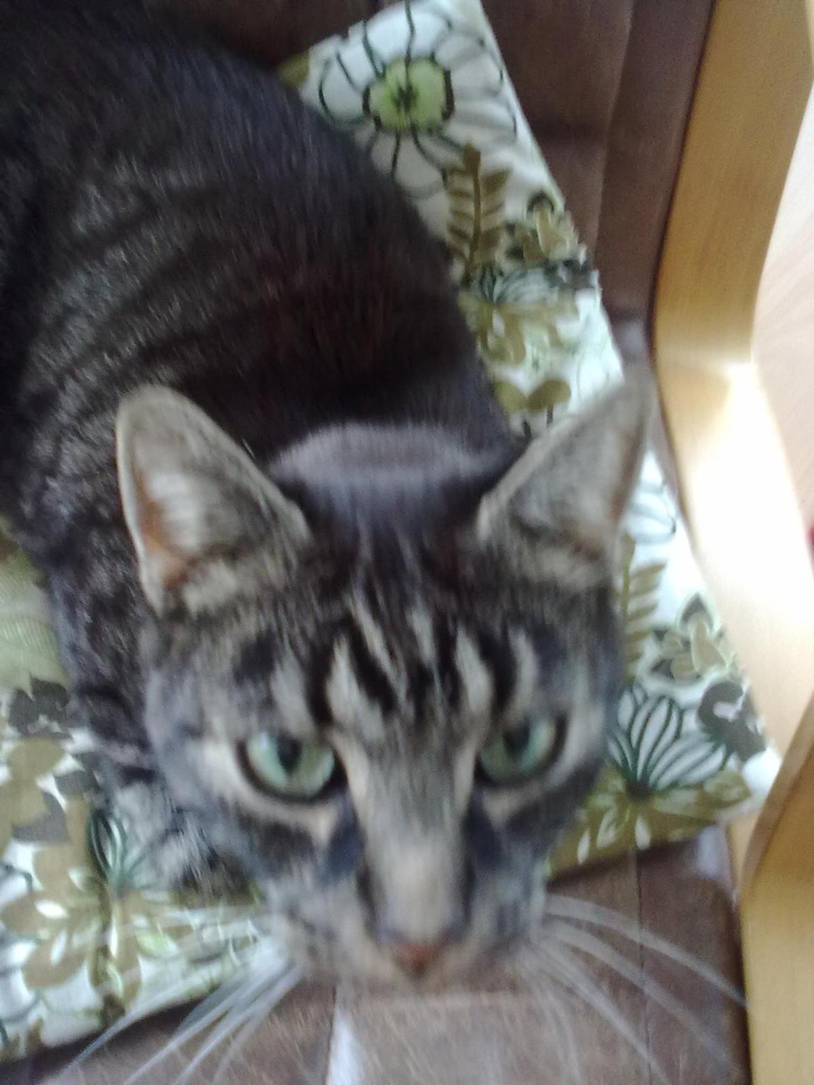 Blanding af racer Oliver R.I.P billede 6