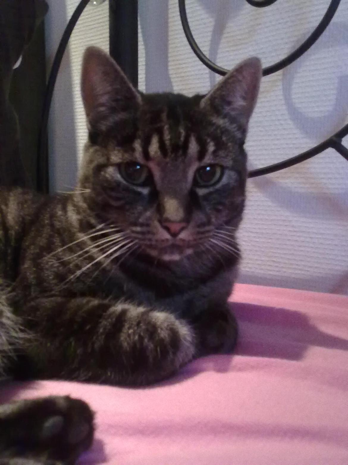 Blanding af racer Oliver R.I.P billede 7