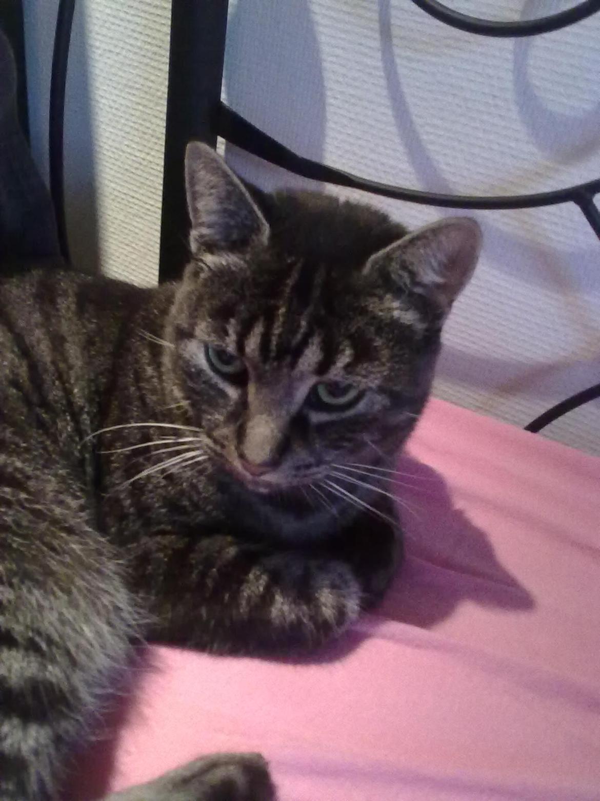 Blanding af racer Oliver R.I.P billede 8