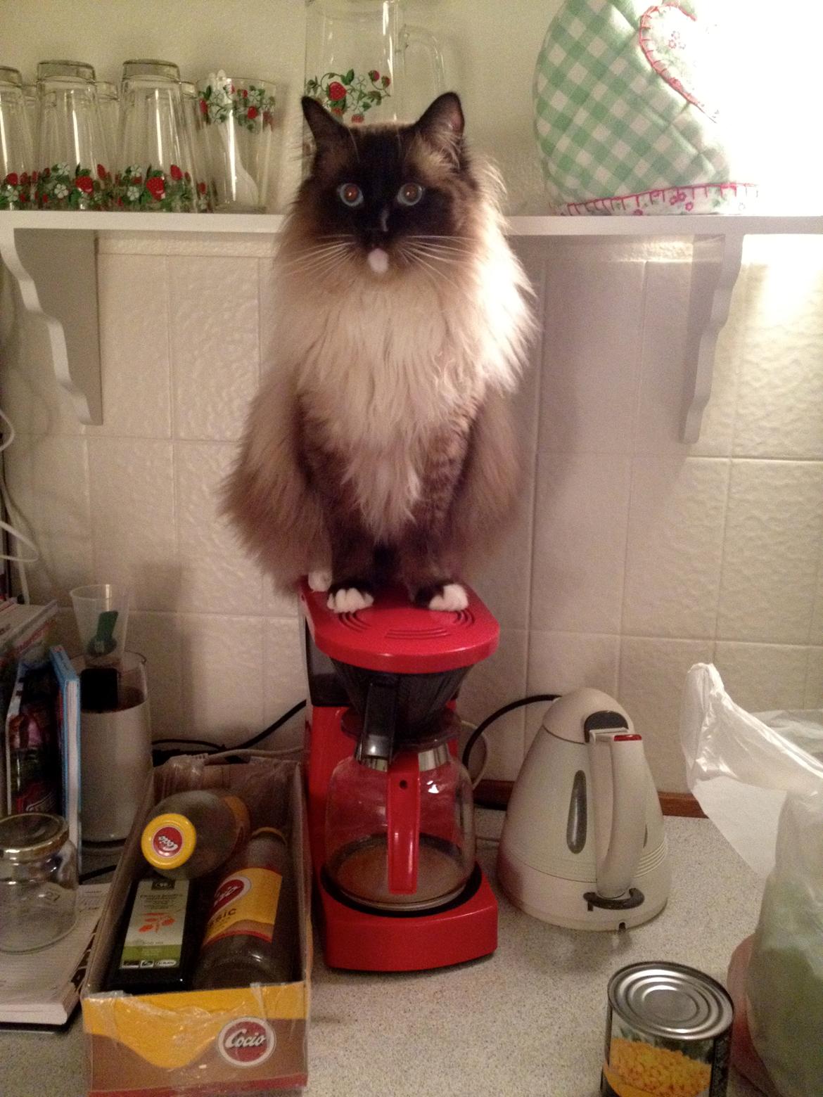 Ragdoll Eddie billede 2