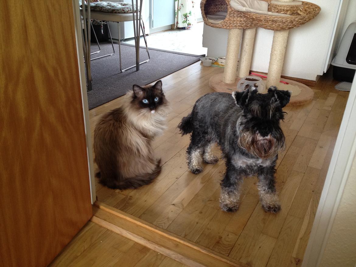 Ragdoll Eddie billede 8