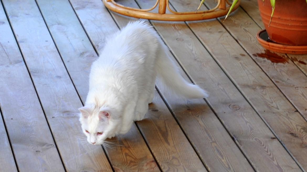 Maine Coon Tiësto billede 3