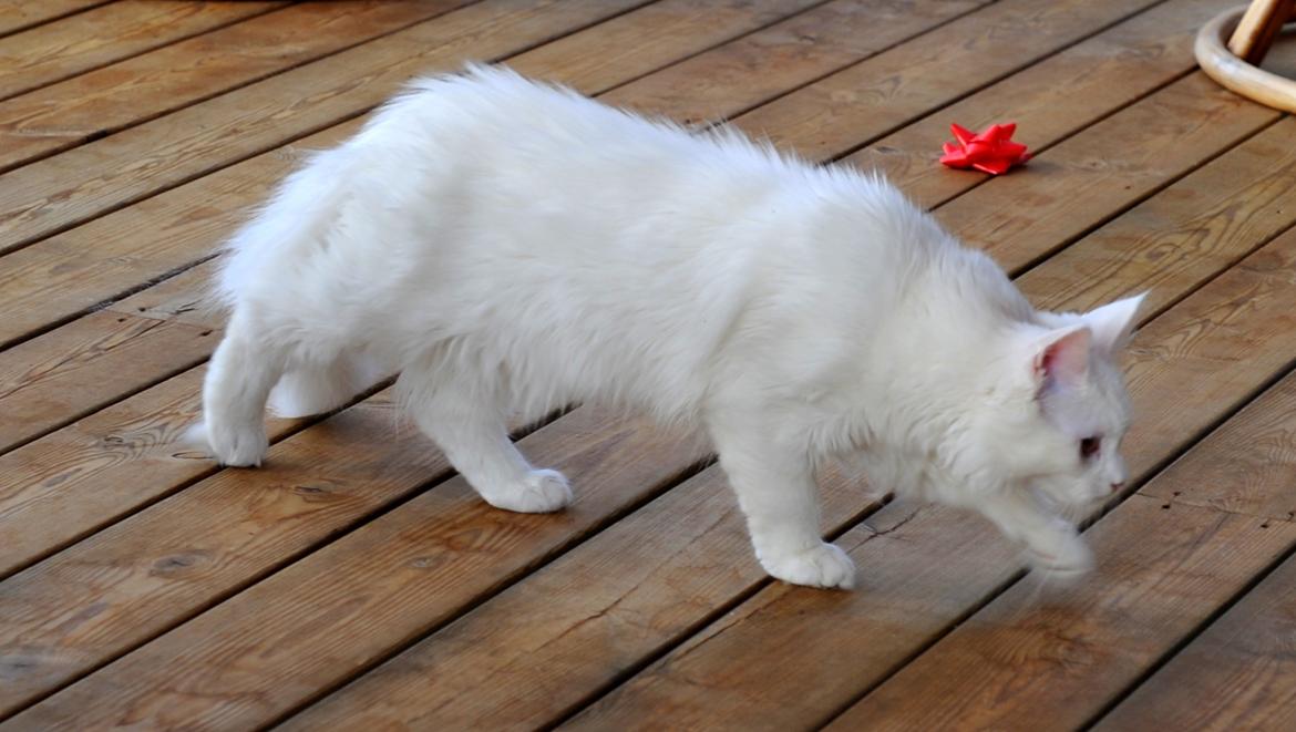 Maine Coon Tiësto billede 4