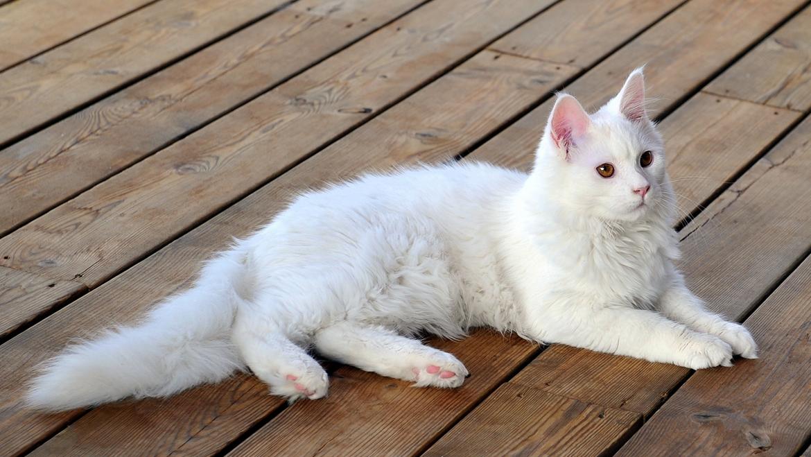 Maine Coon Tiësto billede 5