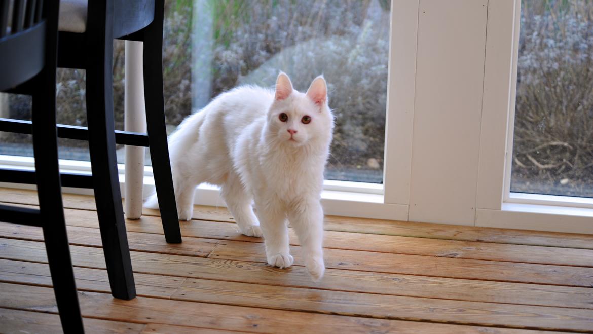 Maine Coon Tiësto billede 6