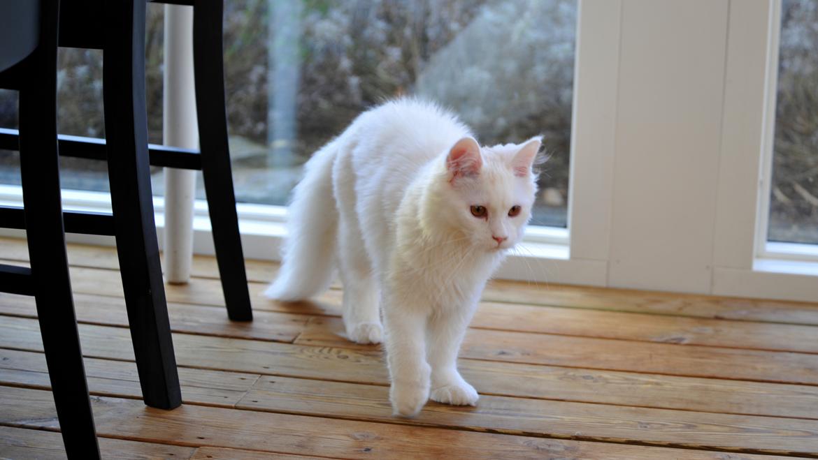 Maine Coon Tiësto billede 7