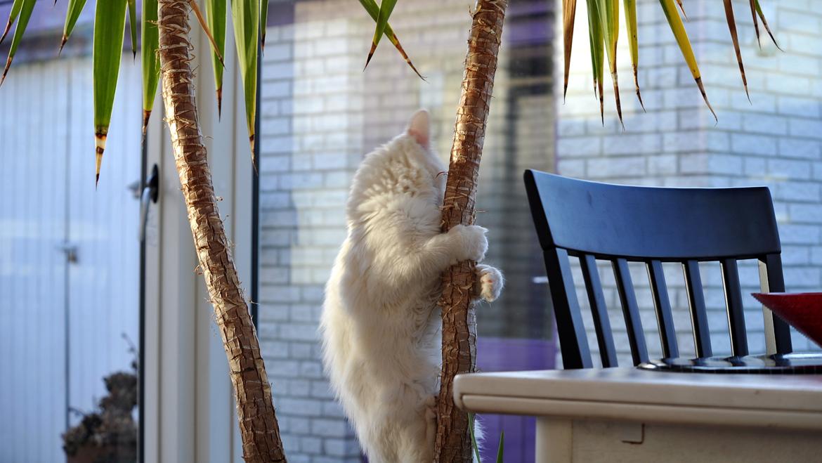 Maine Coon Tiësto billede 8