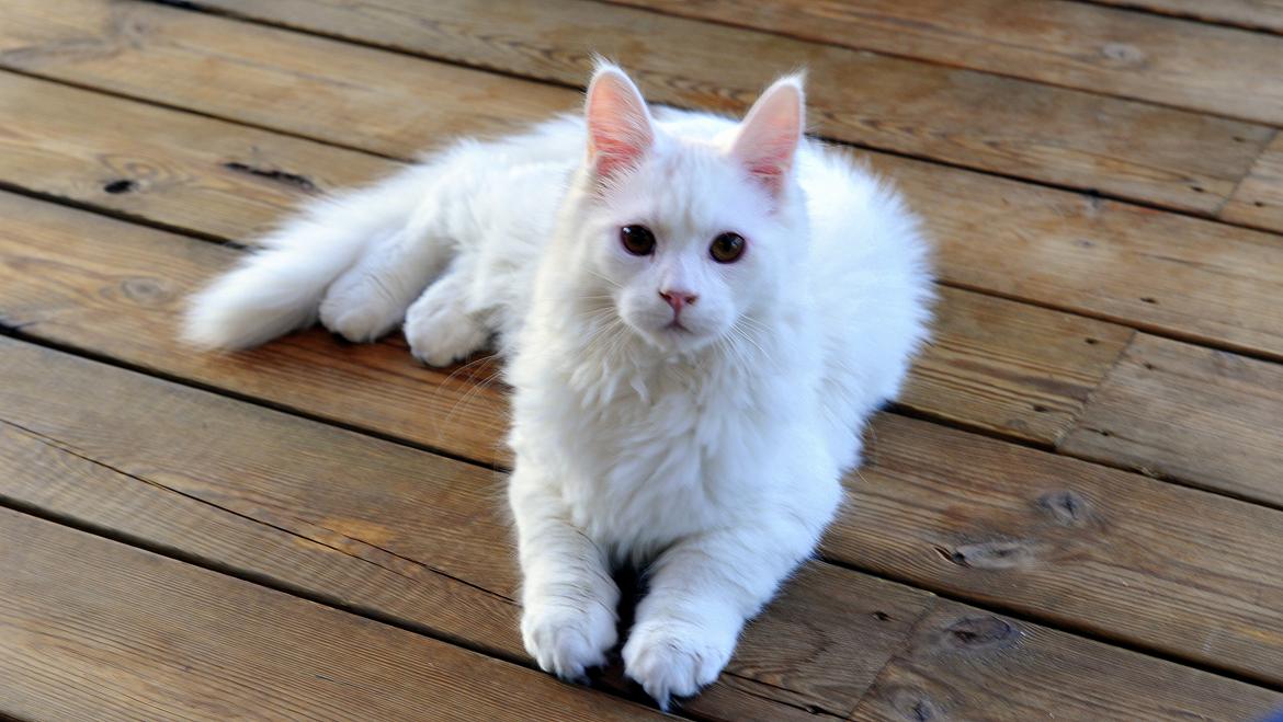 Maine Coon Tiësto billede 9